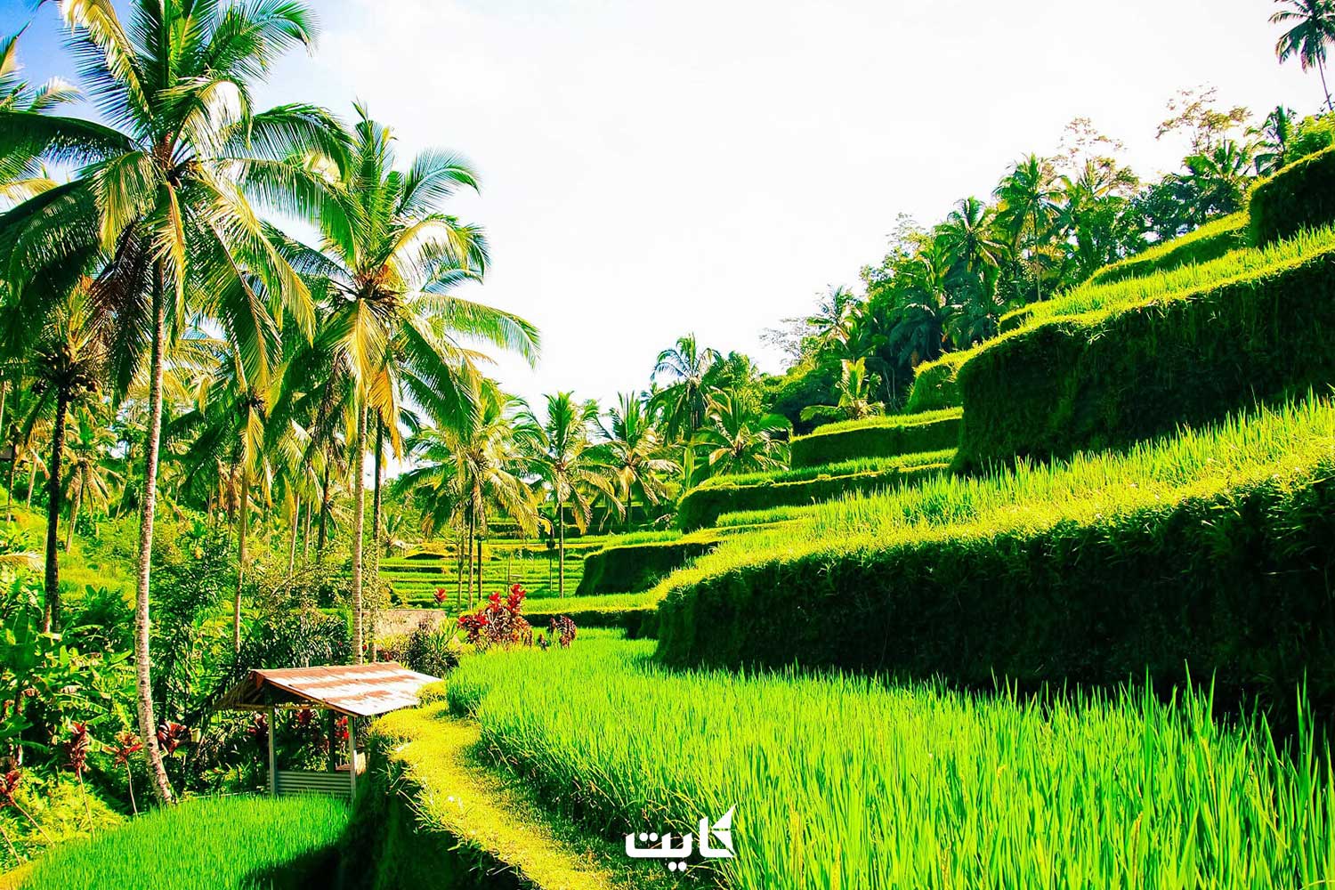 مزرعه برنج بالی